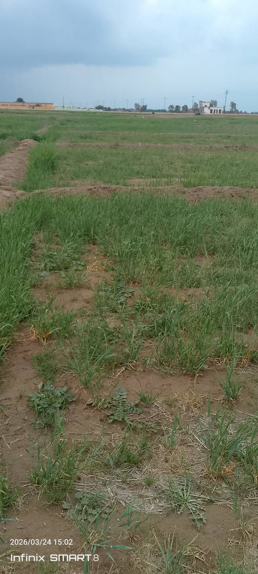 ضمان شاير مساحه 65 دومم
مكانه خميسيه ***********
