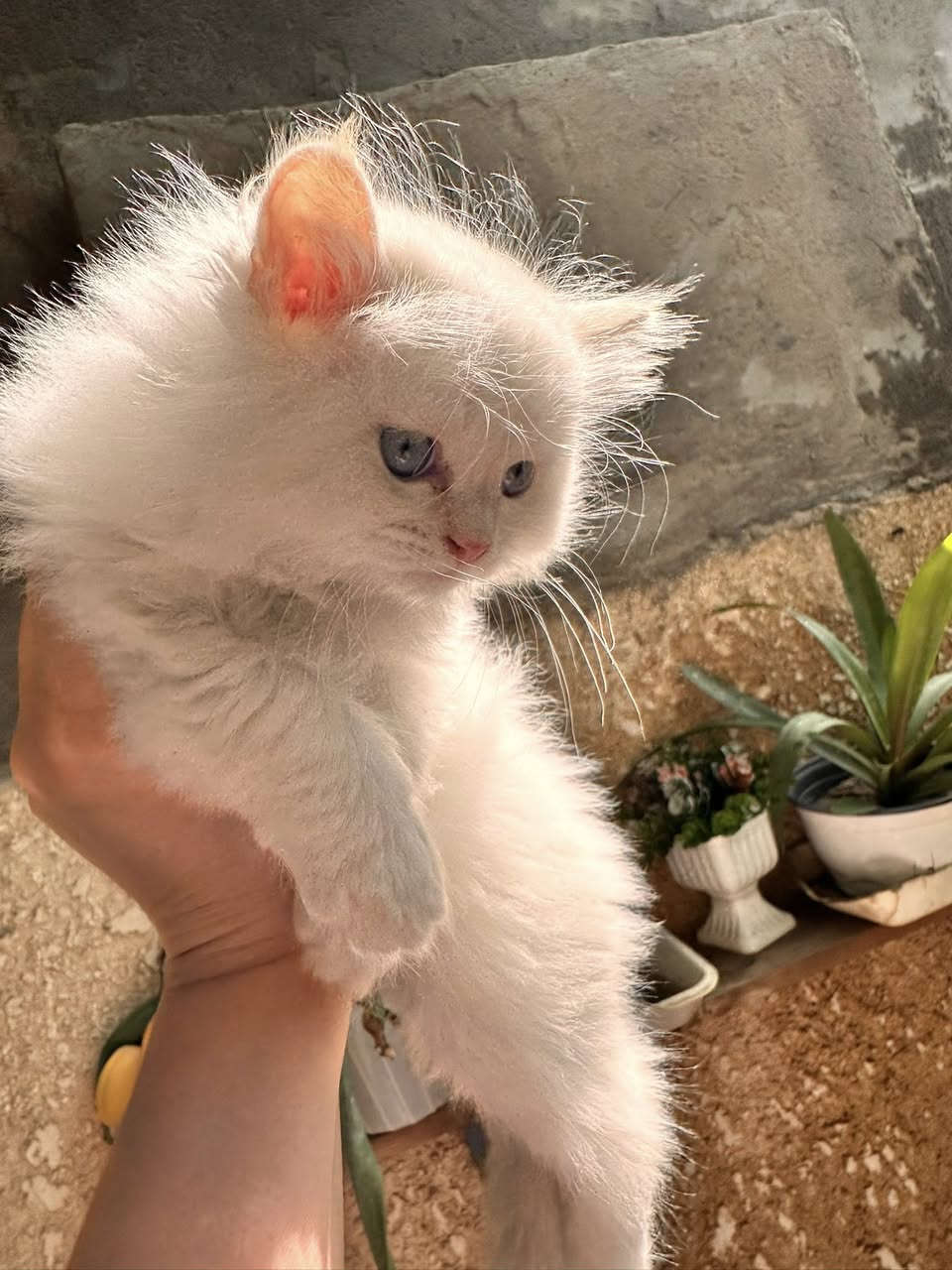 قطط منزل للبيع 
الابيض شيرازي ذكر
والباقيات هملايا جوكلت انثى
والثانية هملايا سكوتش انثى

للتواصل على الخاص


**إذا كنت صاحب هذا الإعلان وتريد حذفه لأي سبب، رجاءا أرسل رسالة إلى الدعم الفني**