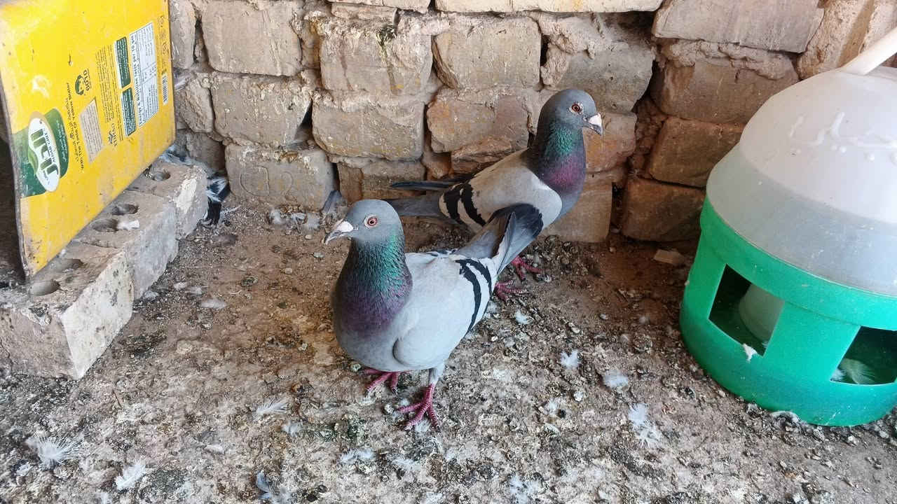 زواجل للبيع عدد 8طيره وفحل سعر الزوج 8 مكاني نهروان شارع الشمري


**إذا كنت صاحب هذا الإعلان وتريد حذفه لأي سبب، رجاءا أرسل رسالة إلى الدعم الفني**