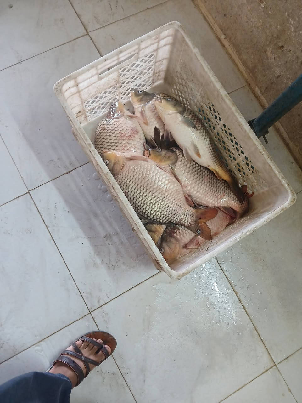 من معطم ومسكوف السلطان 
كيلو السمك مسكوف ٦٥٠٠
اتصال ***********
