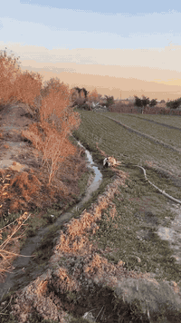 السلام عليكم
اللهم صل على محمد وال محمد 

يوجد لدينا قطعة أرض للبيع  

عنوانها. الشوملي البراكيه 
جدول حسان  تبعد عن الشارع العام 
كيلو متر واحد 

وشارعها قيد التنفيذ 
ارض زراعيه وحلوه 
بيها ماء وكهرباء 

المساحه (20) دونم 

طابو زراعي سند 25 تحويل مباشر بأسم المشتري

الارض تنباع كامله  مو قطع

للاستفسار الاتصال على الارقام التاليه 

***********   للاتصال 

***********   واتساب
