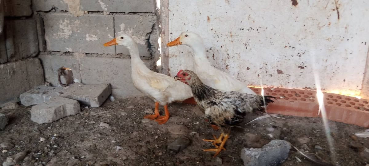 ديوكا ثلاثه مع دجاجه مع بطات اثنين و ديك صغير المكان ديالى سعديه رقم هاتف ***********
