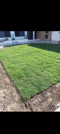 ثيل هندي طبيعي • ديالى • توصيل 24ساعة