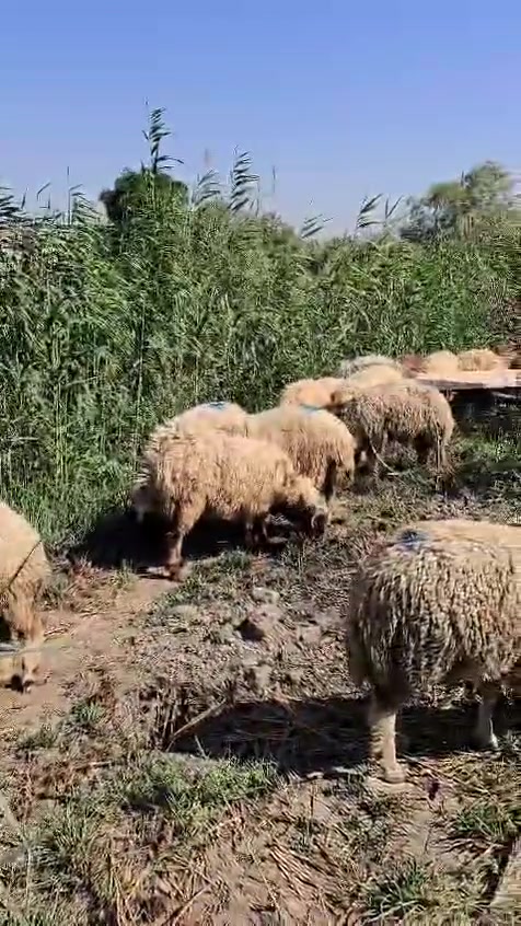 للبيع حلال نضيف وسمين مكلف بل نشر للاستفسار على الرقم ***********

