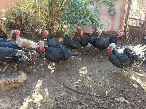 متاح للبيع افحل فسيفس حايلات بنات العام
المكان الضلوعيه بالبوفراج 
***********
