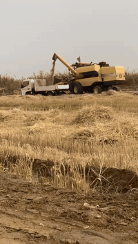 للبيع حاصدة موديل 2020/40/50 فول مواصفات مكفولة كفاله عامة بسمي تحويل ثاني يوم سعر  اتصال ‏‪***********‬‏ حجي عبدالله حسين البديري
