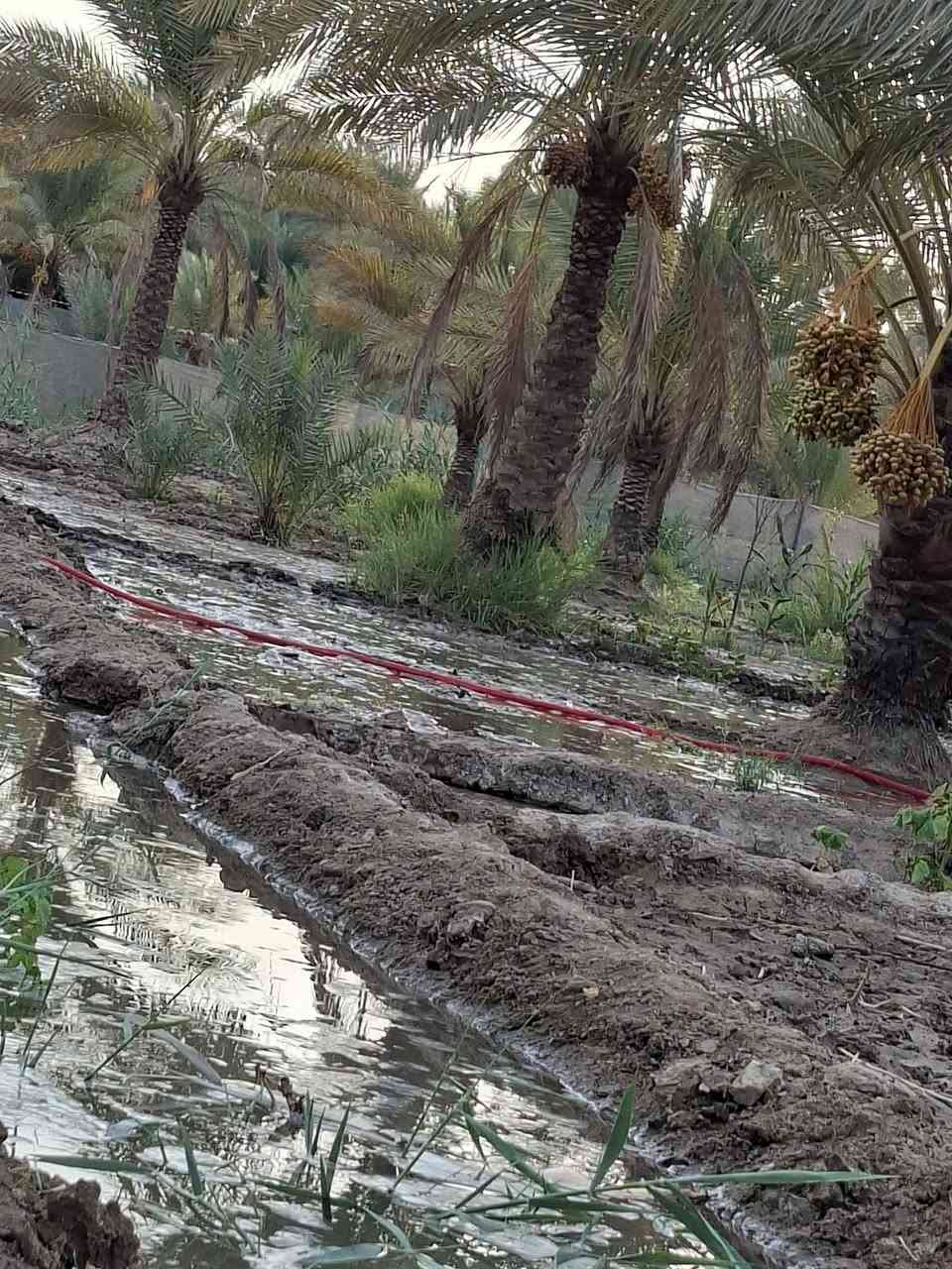 دونم 17 كربلاء العطيشي بصف مستشفى الحسينيه العام ***********
