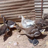 ٤ قزازات • ٢ صوصي • طقم