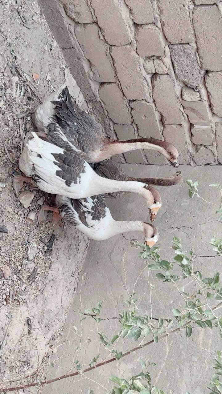 بطوط سمان مال ذبح
مفرد 30 الف الوحده
جمله 25 الف الوحده


**إذا كنت صاحب هذا الإعلان وتريد حذفه لأي سبب، رجاءا أرسل رسالة إلى الدعم الفني**