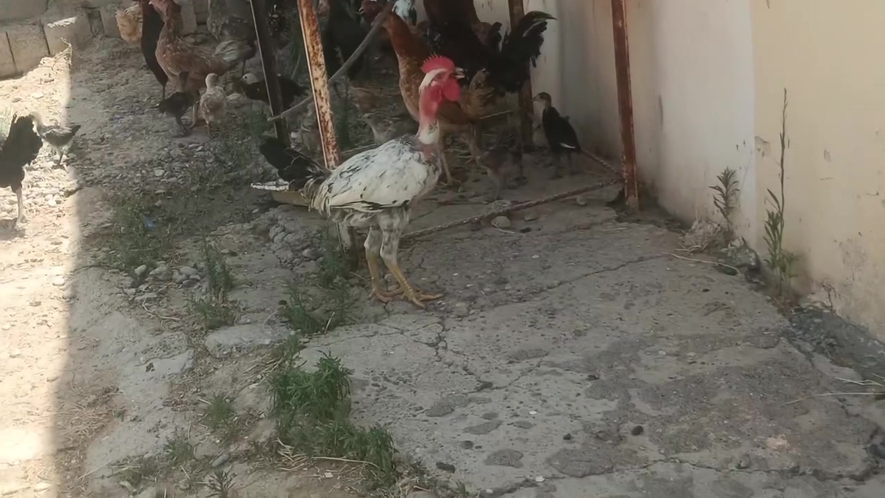 السلام عليكم يوجد دجاج عرب ***********
