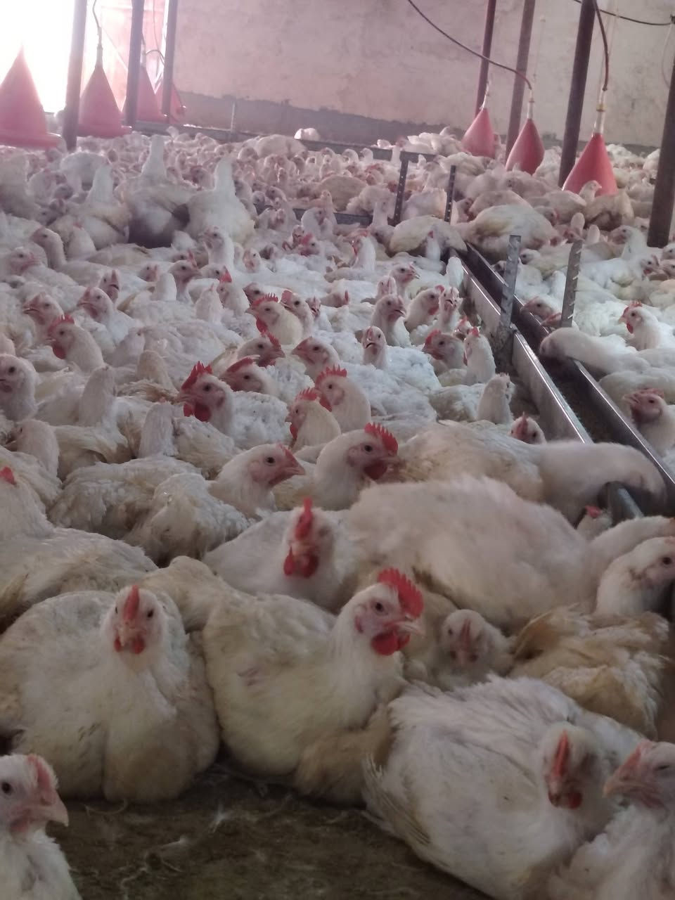 تعلن ادارة مجزرة الخيرات عن وصول وجبة دجاج جديدة  🐓

الأوزان من 1.7 الى 4 كيلو  🐓

سعر الكيلو 3250 مع التنضيف 🔥 

العنوان علوة العلم عند باب الخروج مقابل مجمع سيد الاسعار
***********
***********
