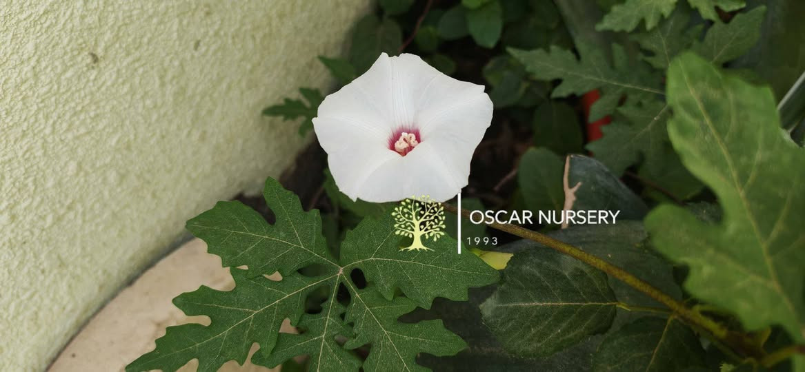 🌿🤍 متوفر متسلق التليفون الأبيض 🤍🌿
او معروف ب ست الحسن الأبيض 
متسلق جميل وسريع النمو، يتميز بأزهاره البيضاء ذات المركز الوردي وأوراقه المميزة، مناسب لتغطية الأسوار والعرائش وإضافة منظر طبيعي أنيق للحديقة.
✅ سريع التسلق والنمو
✅ مناسب للشمس المباشرة
✅ سهل العناية والإكثار
💰 السعر: 2,000
#متسلق_التليفون #متسلقات #نباتات_زينة #حدائق #شتلات #بيع_نباتات 🌿🤍
📍 زورونا في:
مشتل الأوسكار 🌿
حي الحنانة – شارع نجف / كوفة
(مقابل غرفة تجارة النجف وفريندز كافيه ومطعم شريف – مجاور متنزه الحنانة العائلي)

🪴 نوفر تشكيلة واسعة من:
النباتات الظلية، الخارجية، المستلزمات الزراعية   ✨

🕗 أوقات الدوام:
يومياً من 8:30 صباحاً ولغاية 8:00 مساءً

📞 للطلب والاستفسار:
***********
***********

📱 اتصال | واتساب | مراسلة عبر الفيسبوك

💳 متوفر دفع:
زين كاش & ماستر كارد

🚗 خدمة توصيل داخل النجف
🛵 ومتوفر بعض المنتجات الزراعية عبر تطبيق توترز

🌹 أهلاً وسهلاً بكم دائماً في مشتل الأوسكار
مكانكم لكل ما يخص الجمال الطبيعي والديكور الأخضر 🌿
