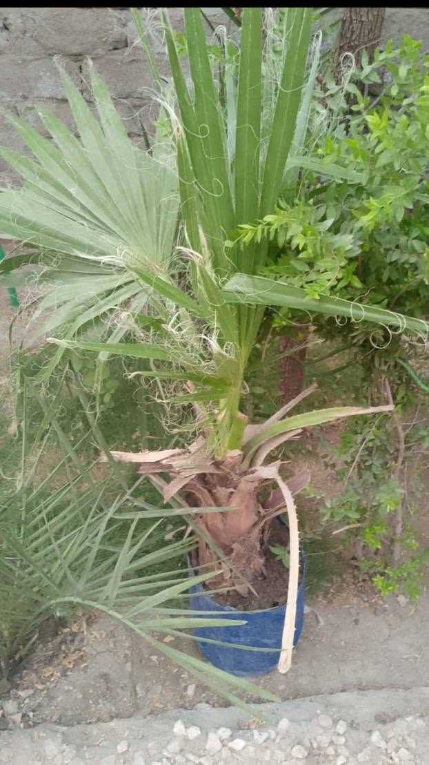 متوفر نخلات زينة شلع اليوم اثنين ب6 الاف ارتفاع الوحده متر متوفر الان الي يريد يراسلني خاص
رقم الهاتف/***********
