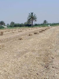 للبيع تبن برسيم وشعير @07726050258المكان سيطرة لج