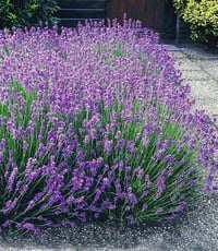 مشتل نباتات نادرة 🌿 توفرت شتلات اللافندر العطري الأصلي (Lavandula angu...