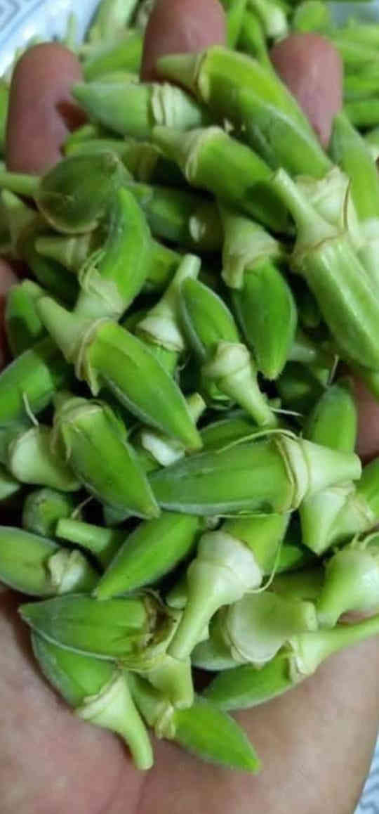 يتوفر لدينا بذور باميا بترا السريعة
🔹 إنتاجية عالية
🔹 لون مرغوب وجودة ممتازة
🔹 سعر مناسب جدًا

📦 الوزن: 100 غم

للاستفسار والحجز:
📱 واتساب: ***********
☎️ هاتف: ***********

📍 كركوك – الحويجة
🚚 تتوفر خدمة التوصيل إلى جميع أنحاء العراق

بالتوفيق والرزق الوفير إن شاء الله 🌾
