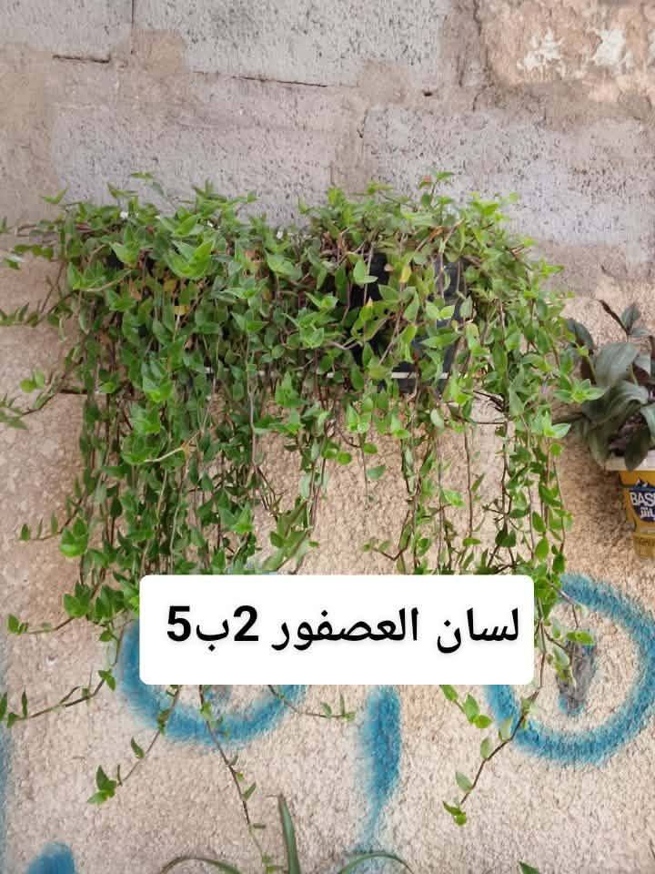 السلام عليكم زبائن الكرام رجعت اتوفرت دمعه الطفل حجم كبير قاروره مالت مي يعني دبه مو سندانه متدليه ب18 وبعض النباتات الخارجيه يوجد توصيل داخل بغداد بعض المناطق ،🍀☘️🚘🍀☘️🌿🌺🌱🍀🚘☘️☘️☘️


**إذا كنت صاحب هذا الإعلان وتريد حذفه لأي سبب، رجاءا أرسل رسالة إلى الدعم الفني**