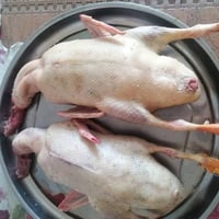وجبه خضيري • حر أبيض • طبخ مواكب