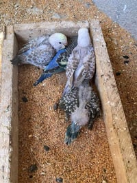 زوج طيور الحب • انكليزيات • ٤ افراخ