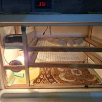 فقاسة • ١٥٠ بيضة • الهوير