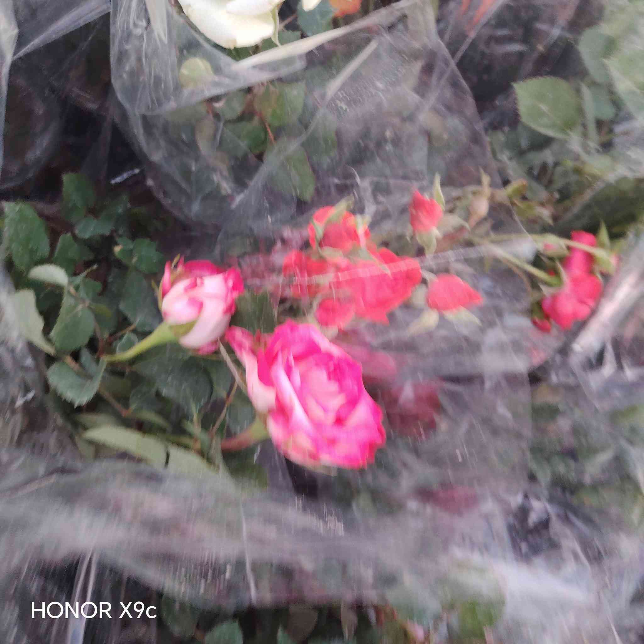 تم وصول وجبه من الورد الجوري القطمر.
الي مشتل الخالدية المركزي. فرع الثاني
سعر الشتله ٣٠٠٠ 
العنوان الخالدية سده ابو فليس
للحجز والاستفسار الاتصال على الرقم *********** جاسم الخليفاوي.
