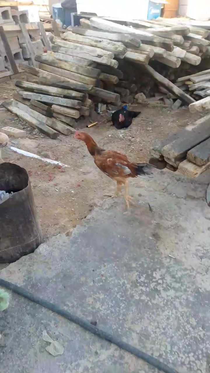 هراتي للبيع كبار ومخاليف


**إذا كنت صاحب هذا الإعلان وتريد حذفه لأي سبب، رجاءا أرسل رسالة إلى الدعم الفني**