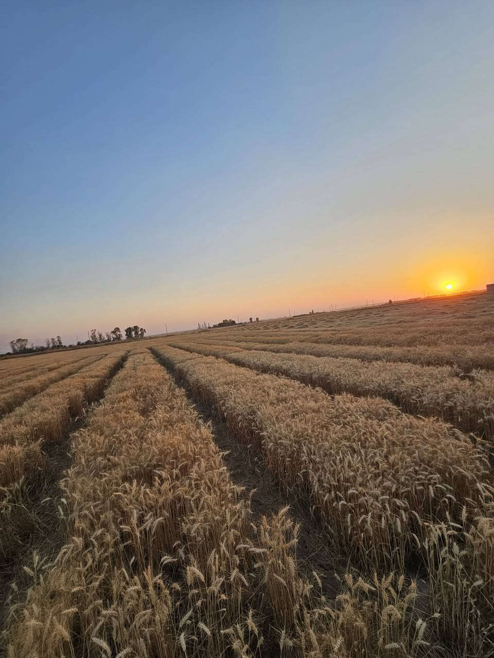 🌾 من قلب الميدان.. كيف نختار لك أفضل صنف حنطة؟ 🌾
​في مكتب الرافدين للزراعة الحديثة، نؤمن أن الإنتاج الغزير والناجح لا يأتي بالصدفة، بل يمر عبر حقول التجارب والبحث العلمي الدقيق! 🔬✨
​حالياً، تخضع حقولنا التجريبية لمتابعة مستمرة وقراءات دورية صارمة لمجموعة من أصناف الحنطة الواعدة. نحن لا نكتفي بالكلام النظري، بل نراقب كل صنف خطوة بخطوة:
​معدل النمو وقوة الجذور.
​مقاومة الأمراض والظروف الجوية.
​كثافة السنابل وامتلائها.
​🎯 الهدف؟
​مقارنة دقيقة بالأرقام والنتائج الميدانية، لنستخلص في النهاية "الصنف المميز" الأقوى إنتاجية والأعلى جودة، ليكون بين يديك في الموسم القادم وأنت مطمئن 💯.
​✨ مكتب الرافدين.. مستشارك الموثوق من البذرة وحتى الحصاد.

تابع الصفحه  ليصلك كل ما هو جديد
#الرافدين_للزراعة_الحديثة


**إذا كنت صاحب هذا الإعلان وتريد حذفه لأي سبب، رجاءا أرسل رسالة إلى الدعم الفني**