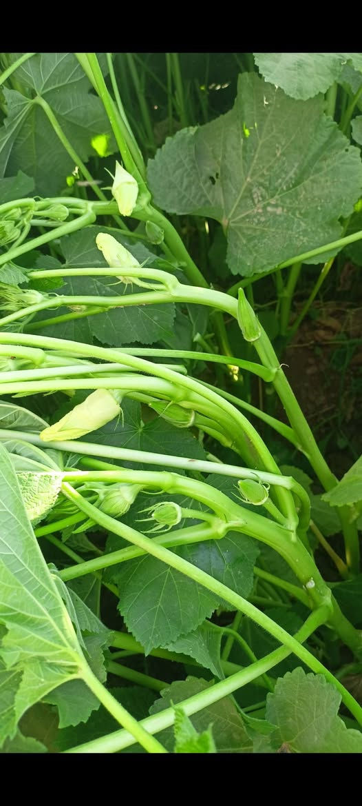 باميا سلطانة 
الصنف الاقوى والافضل لكل مزارع
بذور باميا سلطانه للبيع 
انتاج مضاعف
ارغب باميا بالسوق
تتحمل الامراض
اربعين يوم تنتج 
الى الشهر 12انتاجها
بذور على ايدي مو تجاره اتكفل بيها اصليه بنت القوطيه
سعر الكيلو 40 الف
***********
