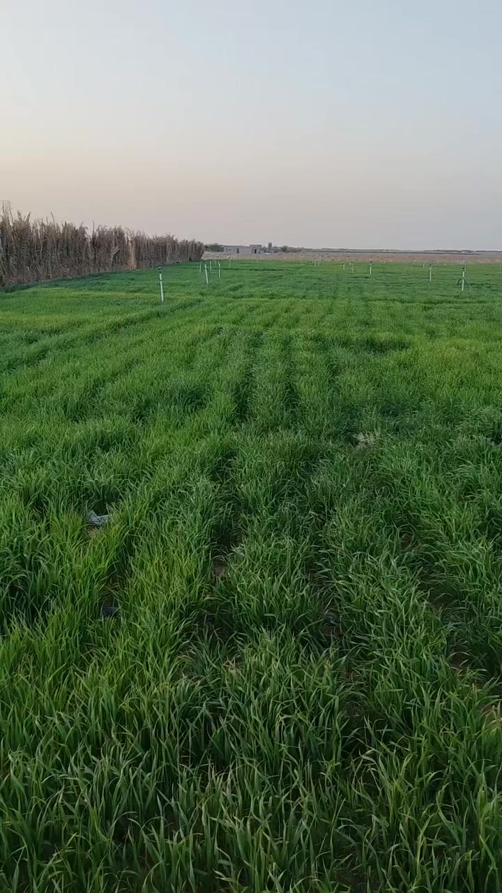 سلام عليكم 
مزرعه للبيع تتكون من 
بيوت عدد 2
ابار عدد 2
بيه محرك +كهرباء وطني 
جهاز كامل 
مكاني عمود 940
تبعد عن الشارع العام نجف كربلاء 10km
السعر 👇👇👇
.
.
.
.
.
.
.
.
.
.
.
.
.
 
 ***********

37مليون 
.
.
.
.
