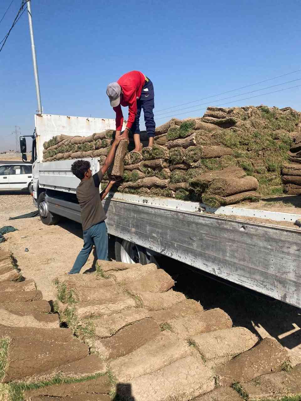 السلام عليكم وصول وجبة جديده  ثيل هندي درجة أولى ##مشتل الكوثر طريق الزاب شميط قرب بانزين خانة الرملي وقاعة الهيبة للاعراس للتواصل ع الرقم *********** واتساب
