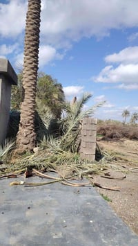 سعف • خوش كمية • بلاش