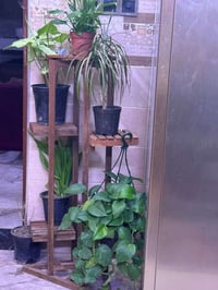 ستاند خشب • نباتات • بغداد الغدير