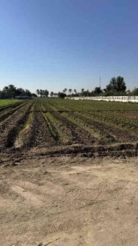 دونمين موقع كلش حلو على شارعين مثل مموضح بل فديو كل خدمات متوفره وتبلي...