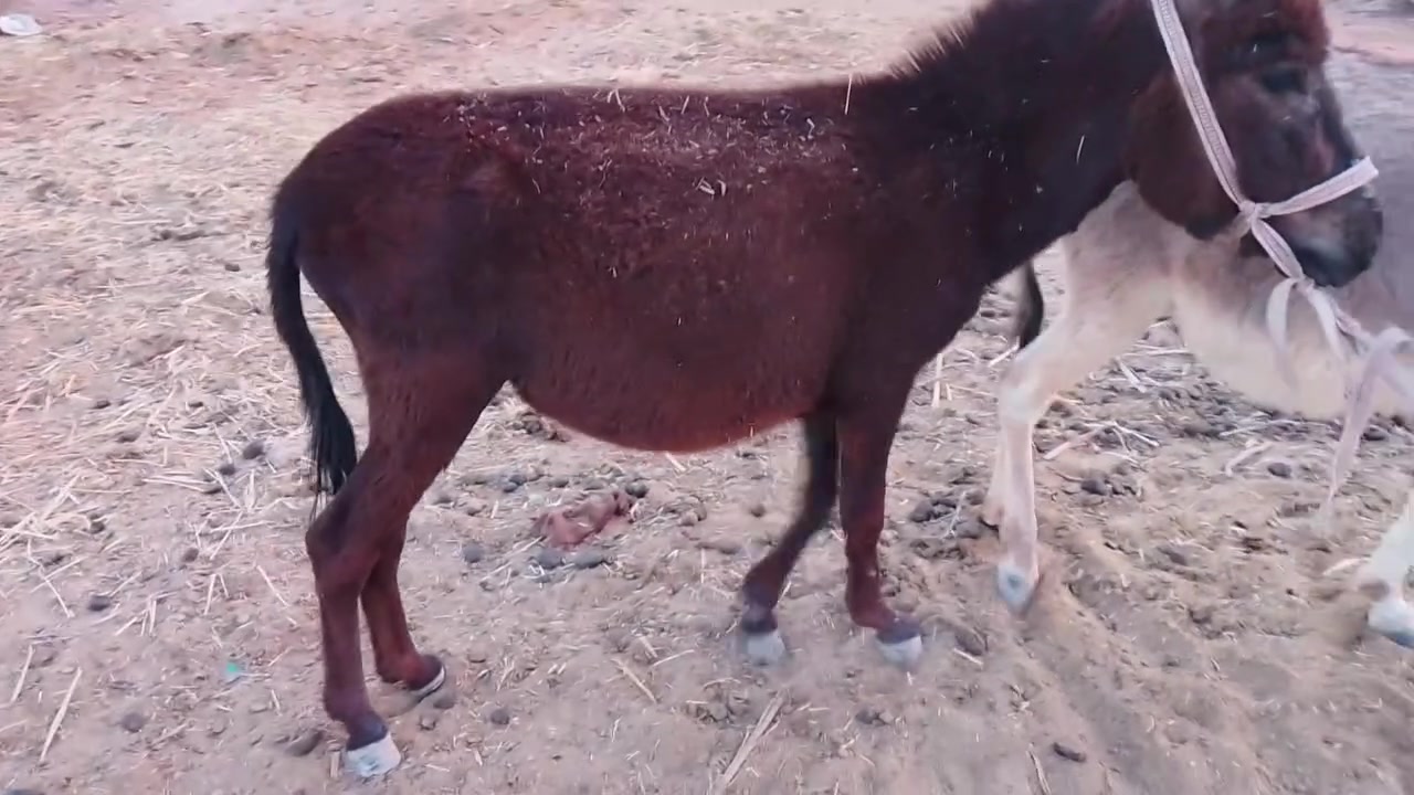 زمايل للبيع نثيه وفحل اتواصل علخاص


**إذا كنت صاحب هذا الإعلان وتريد حذفه لأي سبب، رجاءا أرسل رسالة إلى الدعم الفني**