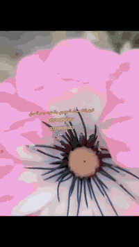 خلي مناسبتك وية كادر تجهيزات سجاد الموسوي تأجير #كراسي🥁🎸نظافه يمي فول ...