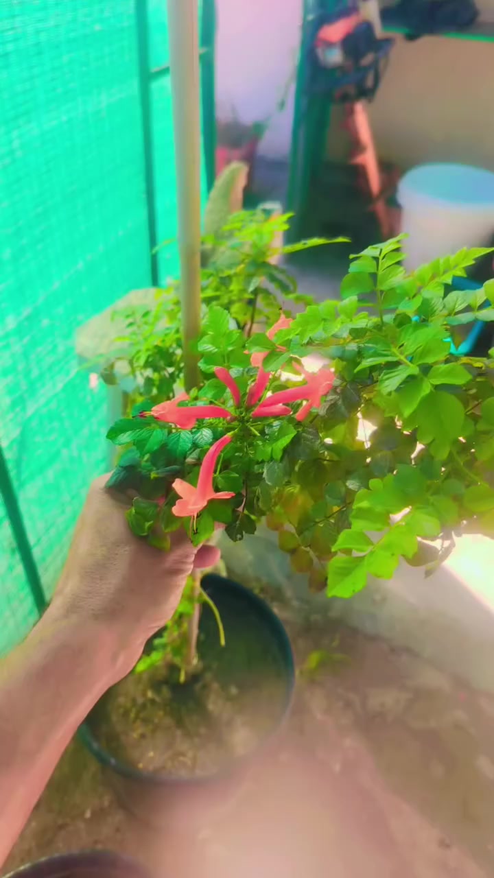 🌹 شوفوا الجمال…
يتوفر لدينا سندانه حجم كبير – متسلق المرجان 🌺
نبات مميز، نمو قوي، وأزهاره تعطي منظر جمالي رائع للحدائق والجدران والأسوار. سعر السندانه الحجم الكبير ب25
📍 عنوان مشتلنا: مشتل العذاري – شارع زوبع – الصوب الصغير


**إذا كنت صاحب هذا الإعلان وتريد حذفه لأي سبب، رجاءا أرسل رسالة إلى الدعم الفني**