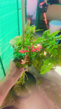 سندانه • متسلق المرجان • حجم كبير