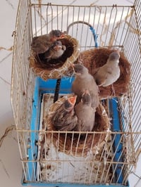 بلابل • طيور • للبيع