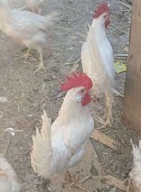 ديوكه • مصلحة