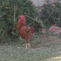 دجاجة عرب • ٨ أفراخ • شهرين