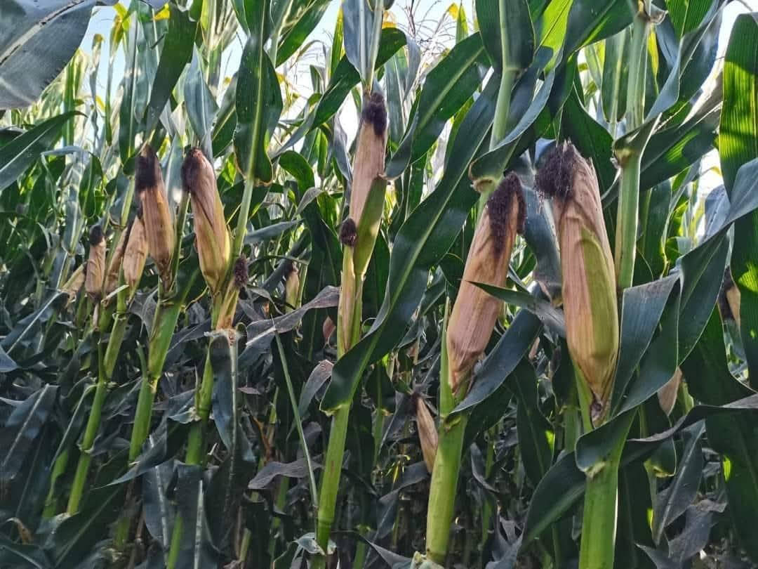 للبيع  قطعه ارض 6فدان محاصيل فى بنجرالسكر ملك نهائي الرى بحارى الارض تزرع جميع المحاصيل والاشجا ر تربه ممتاز جدا حيازة وكرت فلاح 01124734747/01276727793


**إذا كنت صاحب هذا الإعلان وتريد حذفه لأي سبب، رجاءا أرسل رسالة إلى الدعم الفني**