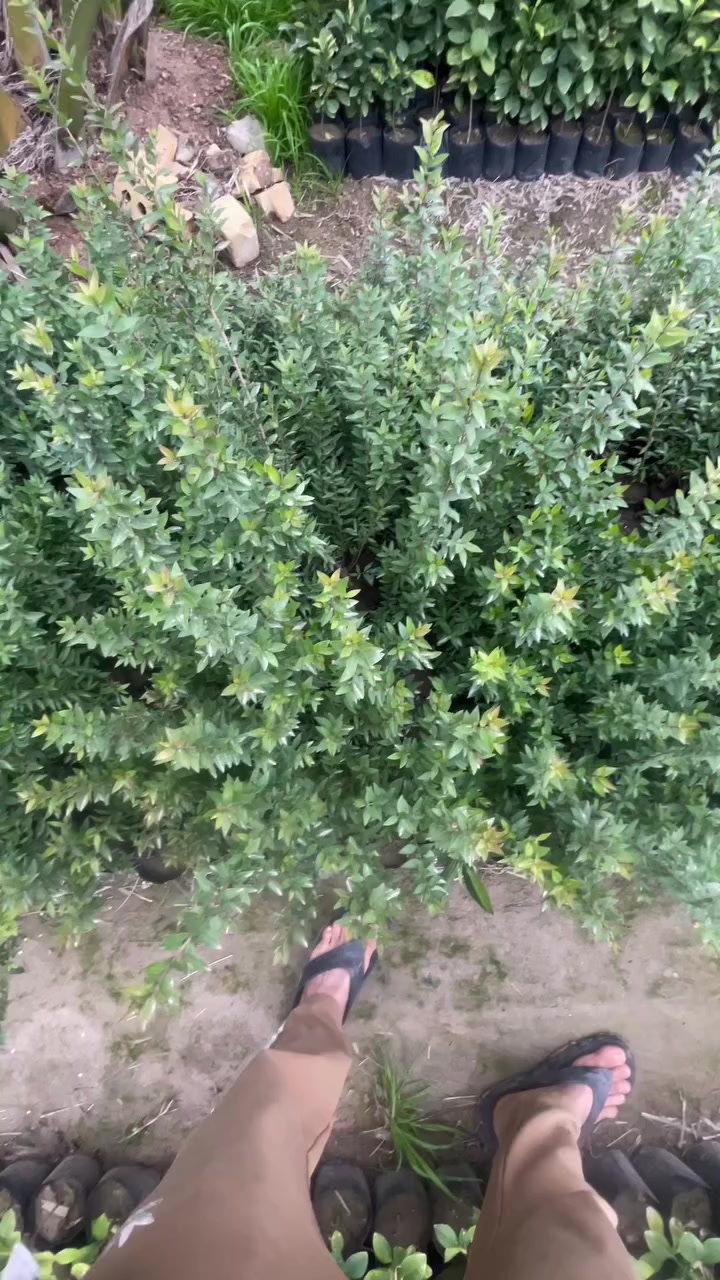 السلام عليكم يتوفر ياس عراقي كميه محدوده استفسار اتصل على رقم *********** مكاني بغداد الكريعات
