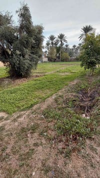 بستان • ١٠٥٠م • سند٢٥