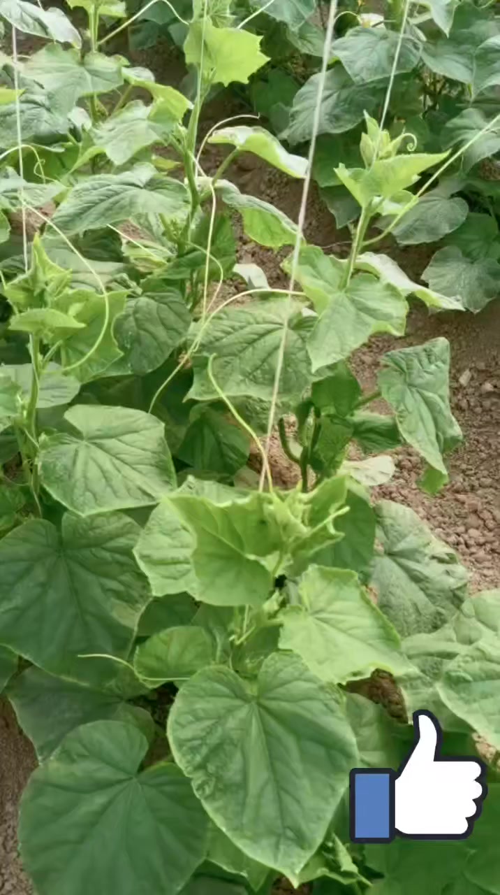 نشكر الأخ العزيز  أحمد محمد احمد محمد الجحيشي  لمشاركته نتائج   السيلازيل الرائعة  بالقضاء  على العناكب 🕷 والحشرات  .
نلاحظ  قوة النمو الجديد  ونسأل الله أن يبارك في تعب أحمد  ويبارك في رزقه  .
 الفيديو قبل إستخدام السيلازيل منشور على حسابنا قبل أيام   وسنقوم بإعادة نشره في التعليقات ✅️


**إذا كنت صاحب هذا الإعلان وتريد حذفه لأي سبب، رجاءا أرسل رسالة إلى الدعم الفني**