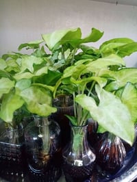 زرع ماءي طبيعي • قاروره