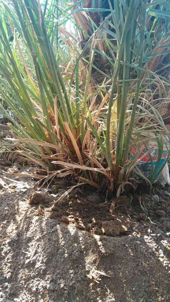 السلام عليكم يوجد فسائل گنطار رقم الهاتف +9647747540131
