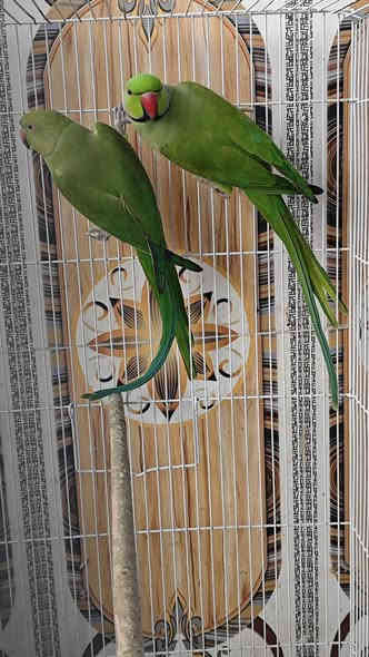 زوج دره هندي شرط الانتاج 
طيور حلوه مال بيت منتجه سابقا 
طيور خشنه تبارك الله 
السعر 165 الف 
محلات سوق غزل تكريت 
العنوان تكريت شارع جميل قرب مرطبات ايس هاوس 
للاتصال ***********
زيارتكم تسعدنا
