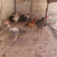 مالات السنة • ديوك • فراريج