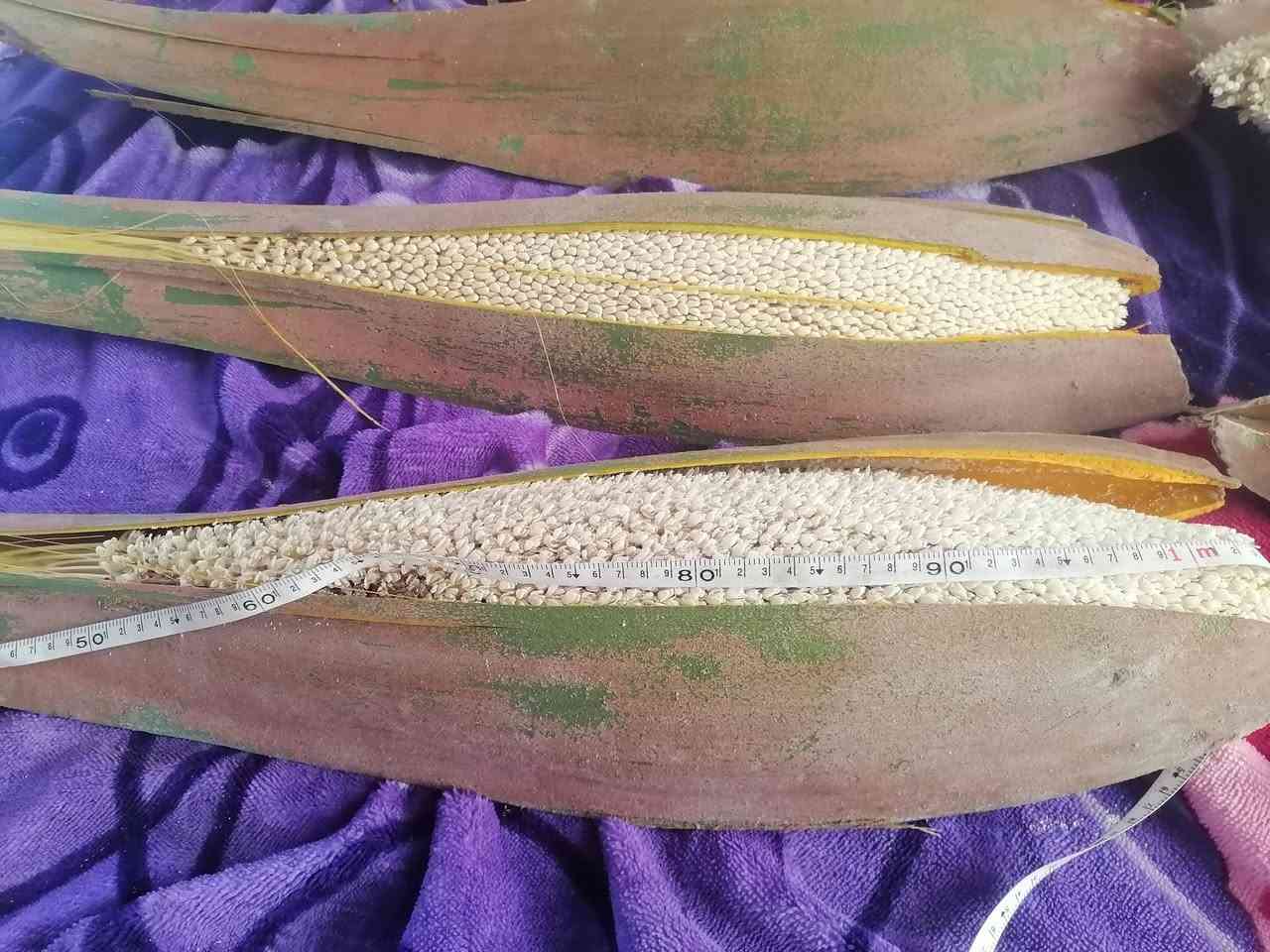 مكلف بلنشر متوفر لقاح نخيل درجه اولى السعر على 2000 طوله متر *********** واتساب
