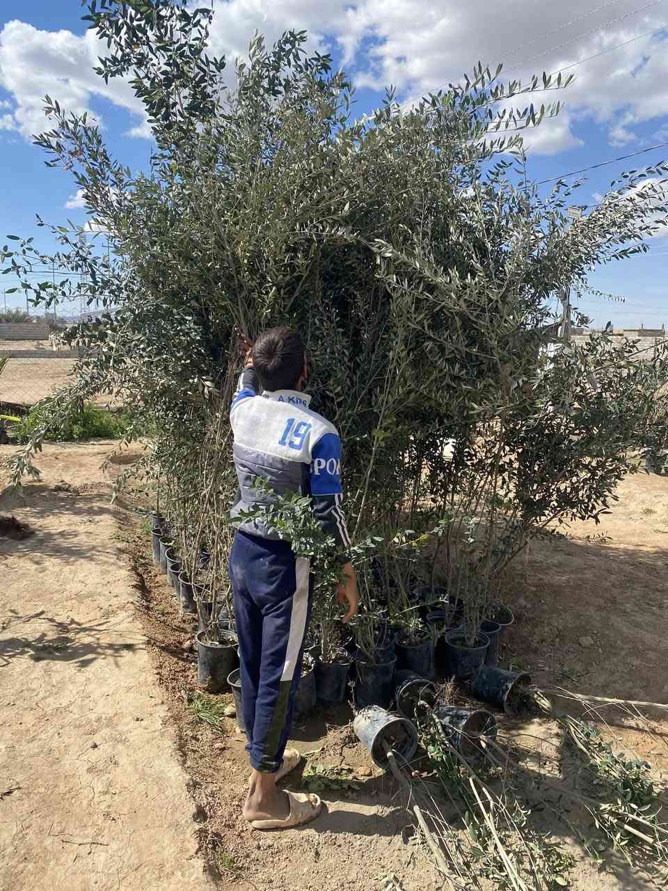 وجبة جديدة ثيل هندي المتر مربع ٣ آلاف ورد موسمي ودائمي ٥٠٠ دينار نينيا ١٠٠٠ دينار نخل زهدي وخستاوي ٥٠٠٠ دينار  
وتكي هندي وكندي وجهنمي الوان وبخور هندي وجوري سلطاني وإيطالي 
وجميع أشجار الحمضيات والنفضيات السعر حسب الاحجام #مشتل الكوثر طريق الزاب شميط قرب محطة الرملي وقاعة الهيبة بإدارة رعد ابو كوثر ***********
